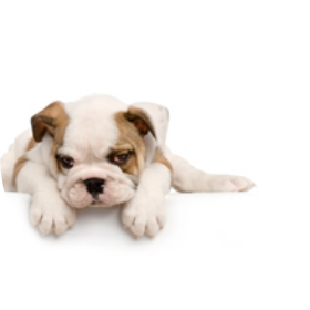BensDotter's Pet